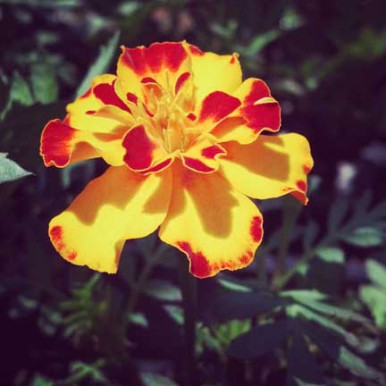 marigold_bolero
