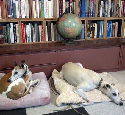 office_dogs