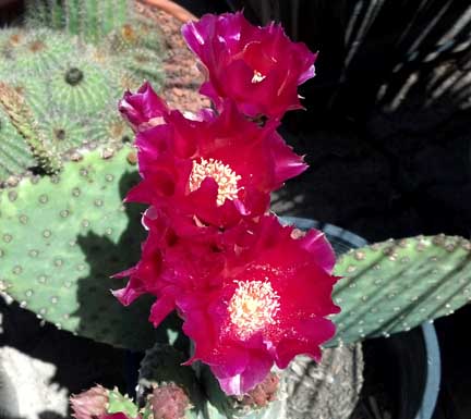 opuntia_basilaris_santa-rita2