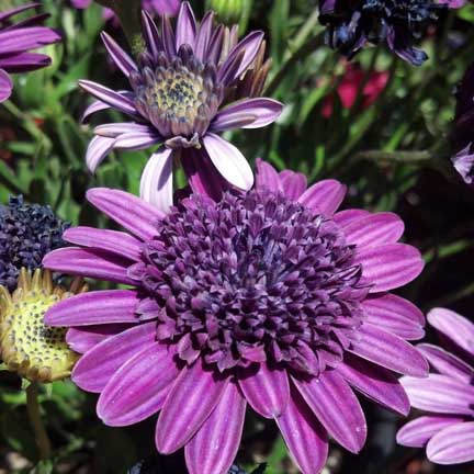 osteospermum_double_purple