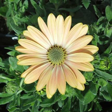 osteospermum_mara