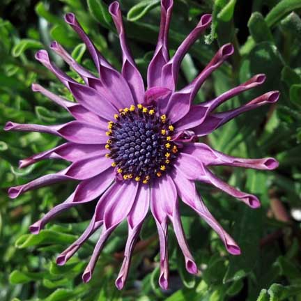 osteospermum_nasinga_purple
