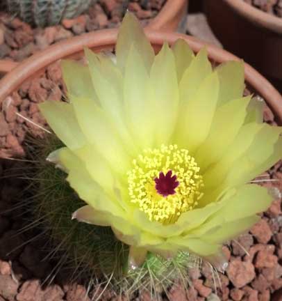 parodia_leninghausii2