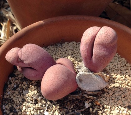 pleiospilos