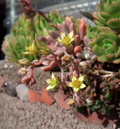 sedeveria bloom