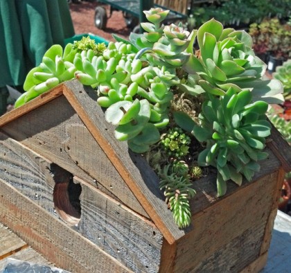 succulent birdhouse1