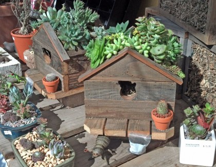 succulent birdhouses