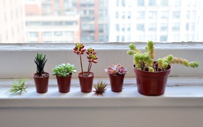 succulents