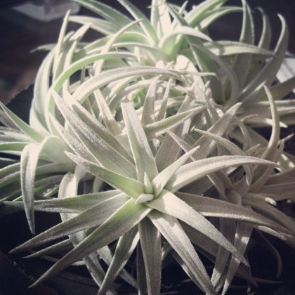 tillandsia harrissii