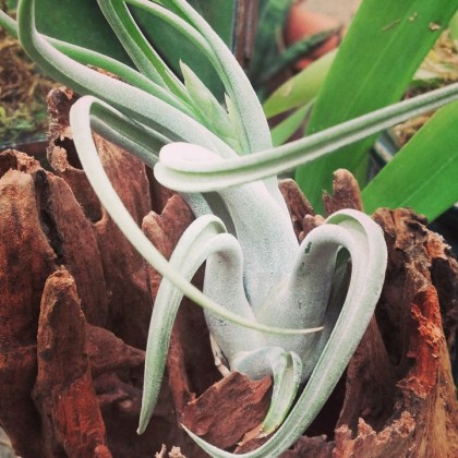 tillandsia paucifolia guatemala