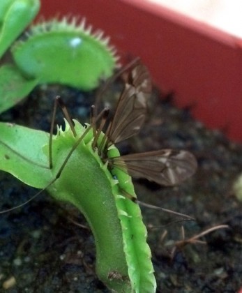 Dionaea muscipula Dente