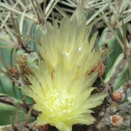 Ferocactus glaucescens