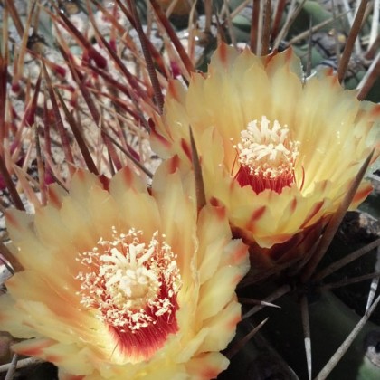 Ferocactus pottsi