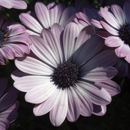 Osteospermum Sunny Xena