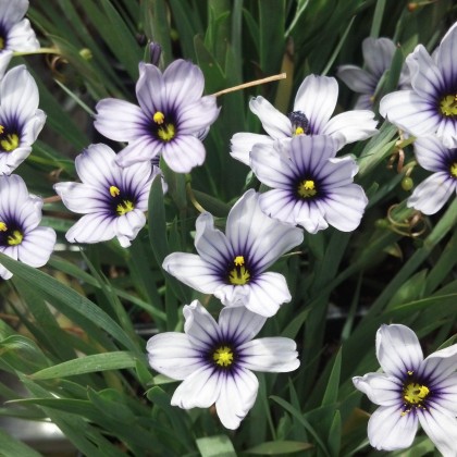 Sisyrinchium Nanum