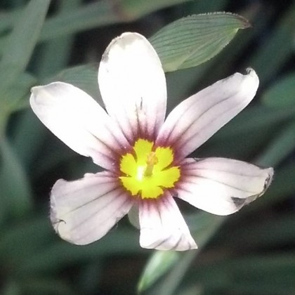 Sisyrinchium Quaint and Queer