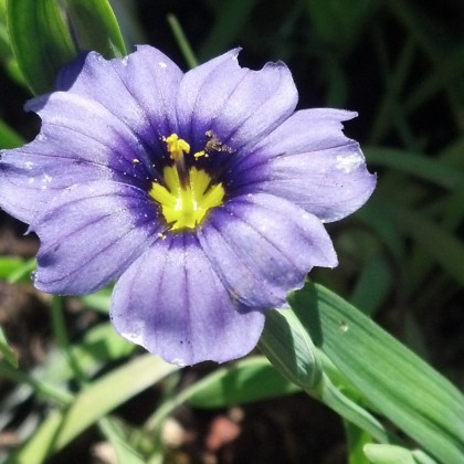Sisyrinchium Rocky Point
