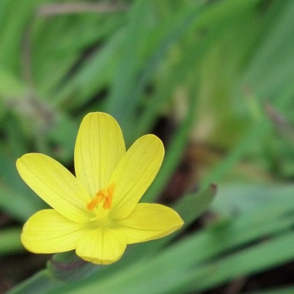 Sisyrinchium californicum