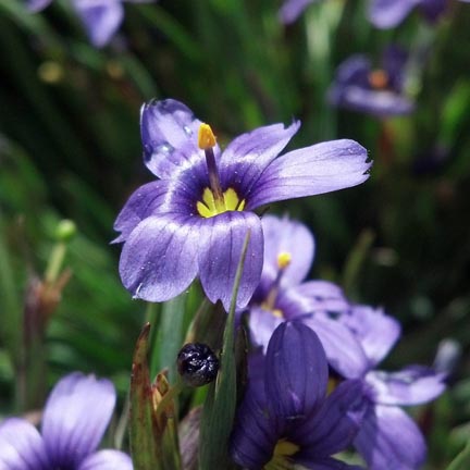 blue eyed grass1