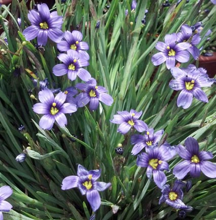 blue eyed grass2