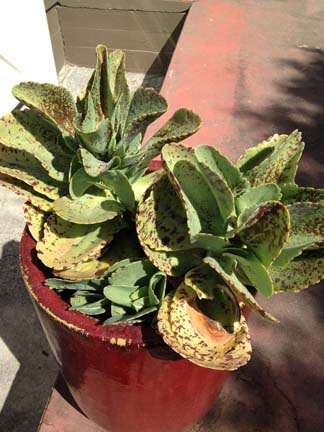 kalanchoe