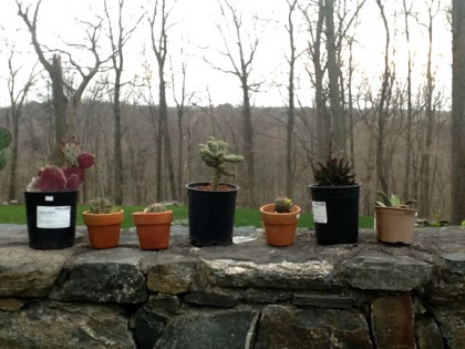 new york cactus