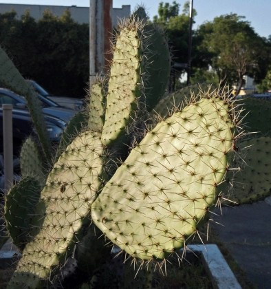 prickly pear cactus
