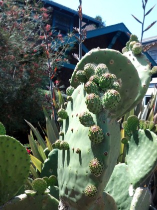 prickly-pear cactus