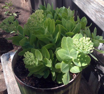 sedum