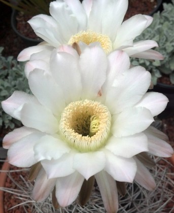 Echinopsis leucantha