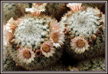 Mammillaria grusonii