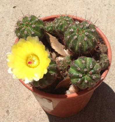 parodia ottonis