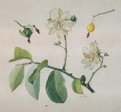 pereskia