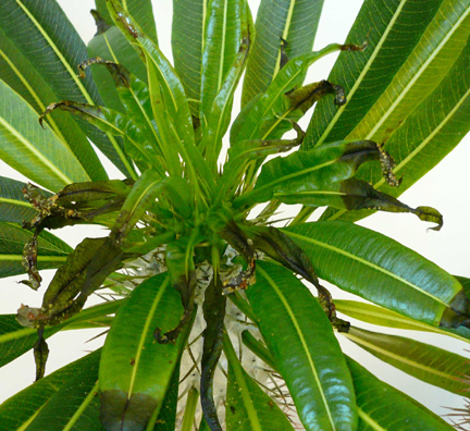pachypodium1
