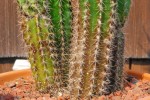 cactus-2