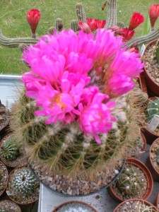 dscf1368