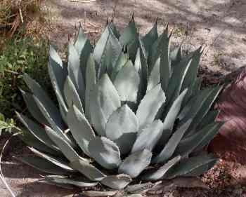 1332-mexico-agaves-moving-from-tequila-to-ethanol