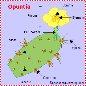 opuntia opuntia