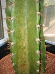 cactus cactus