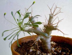 plant 4 plant 4