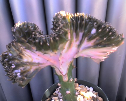 Euphorbia lactea-JT Euphorbia lactea-JT