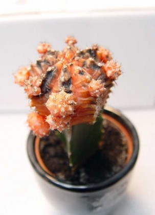 grafted