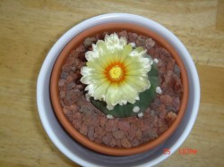 3 Cactus Flowers (9-10) 002