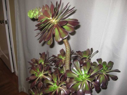 blooming_aeonium