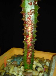 Virus on Euphorbia (1-11) 004
