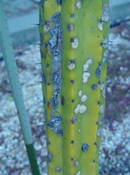 image004