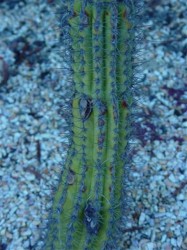 image006
