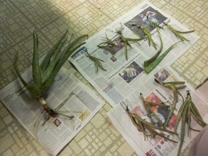 Aloe1