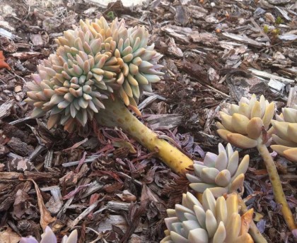 crested_graptopetalum A square-shaped, shallow, orange tray with slightly raised edges and a smooth surface, crafted in glazed pottery.