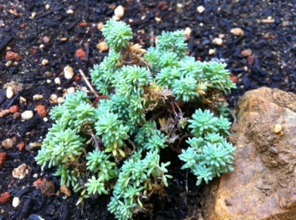 sedum_hispanicum_6